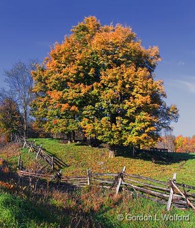 Autumn Trees_23248-9.jpg - Photographed at Rideau Lakes, Ontario, Canada.